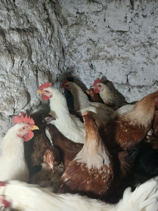 Vand pui diferite varietăți 5 luni