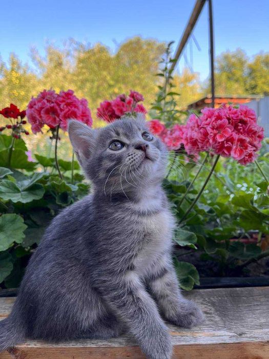 Отдам котенка в добрые руки