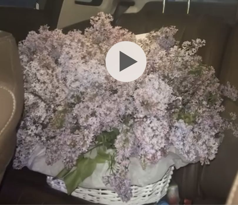 Цветы әдеми гүл әдеми