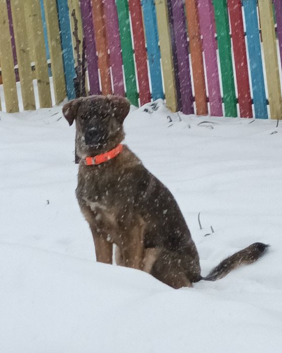 Подарява се кученце