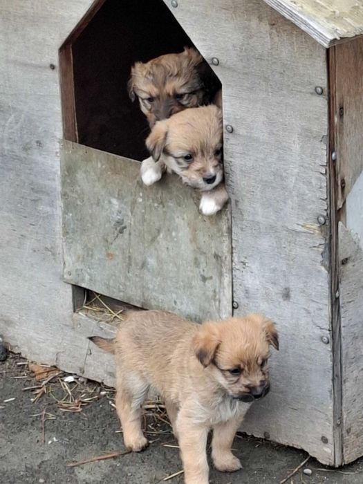 Щенки в добрые руки