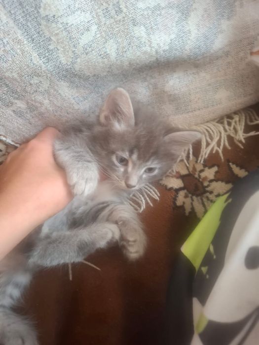 Отдам котят в добрые руки