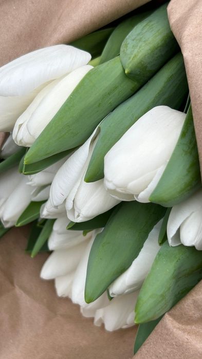 Тюльпаны Премиум класса