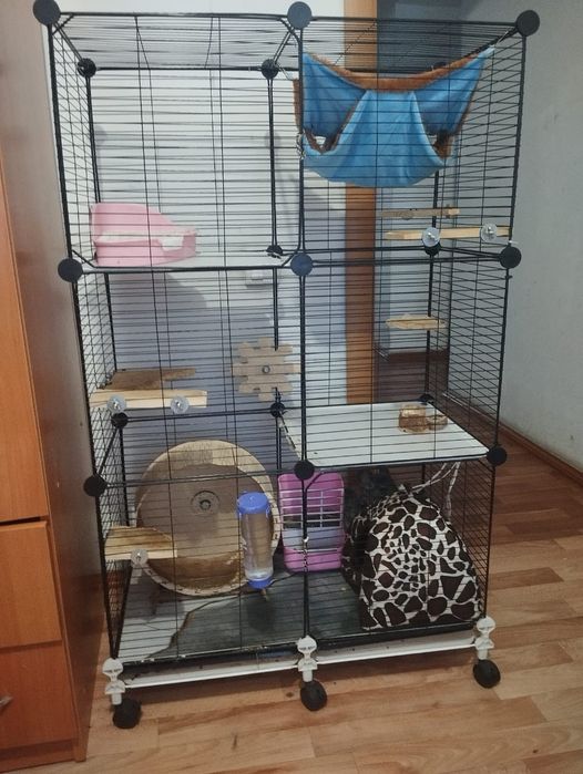 Шиншилла с клеткой