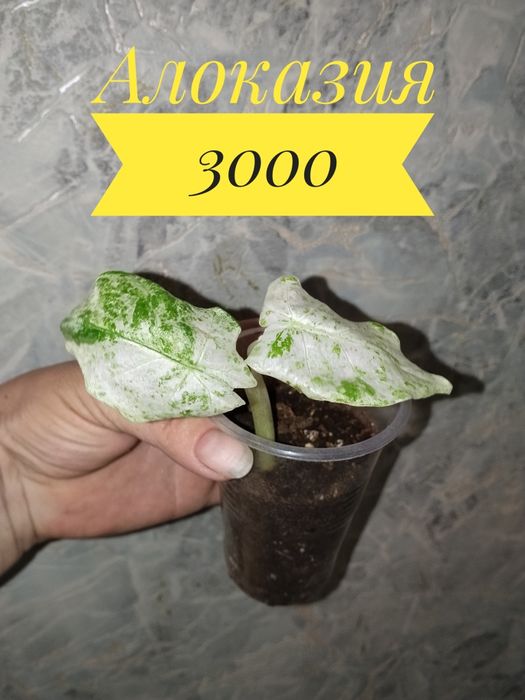 Цветы садовые и комнатные