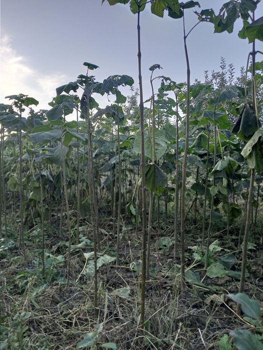 Павлония кўчатлари сотилади