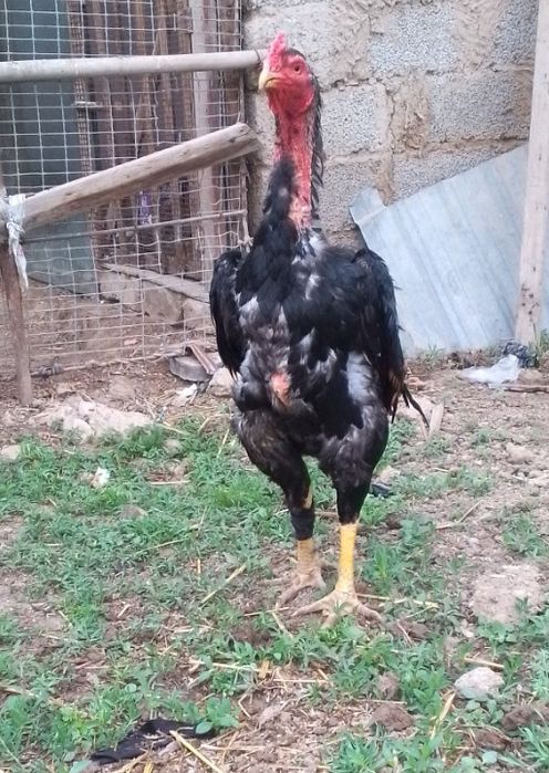 Xoroz va tovuq sotiladi.