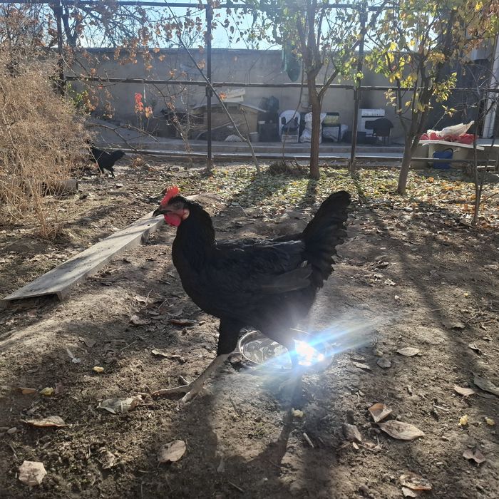 Qora shaxzoda xo'rozlari 6oylik...sotaman yoki almashaman