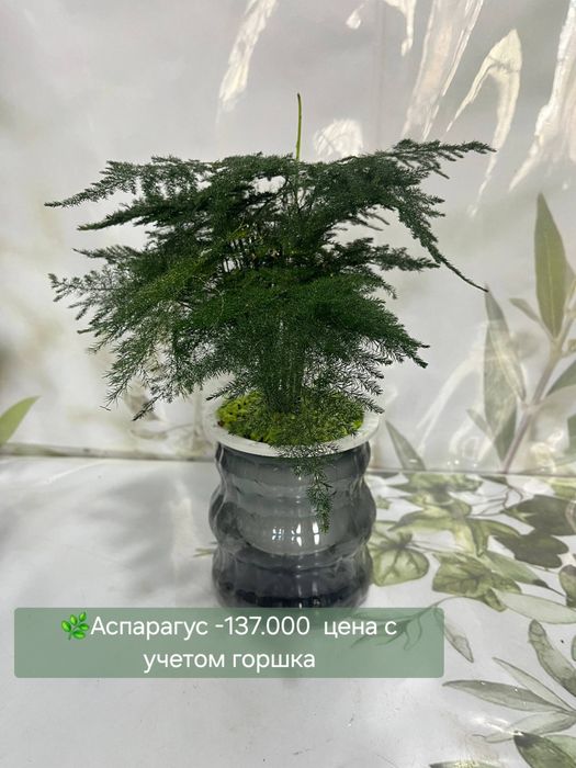 Фитонии и кактусы