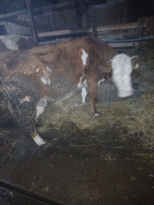 Vaca cu vițel de vânzare