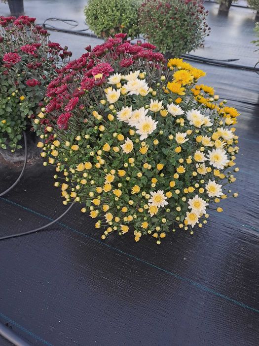 Кълбовидна хризантема-13лв