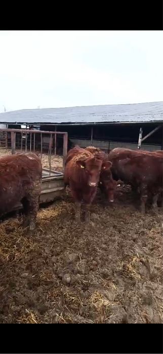 Vand lot 24 de vitele Angus