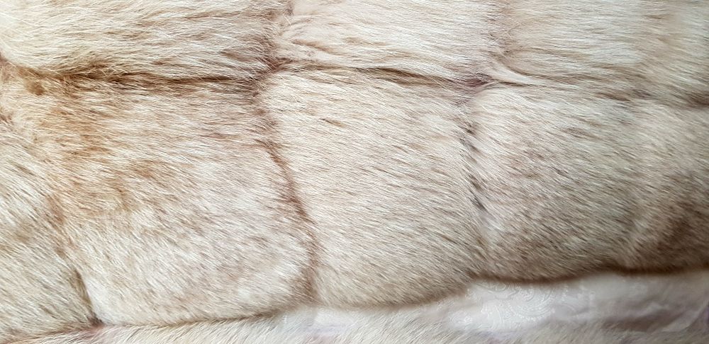 Елек полярна лисица