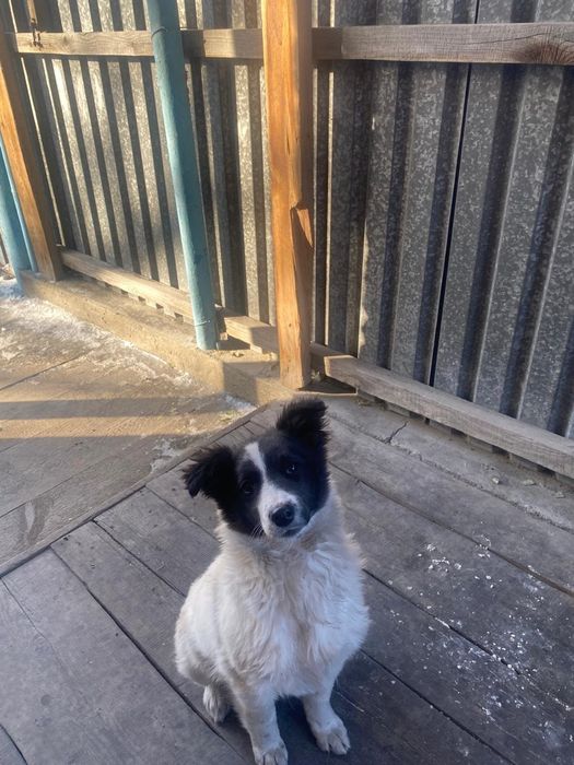 Девочка 5 мес , звоночек