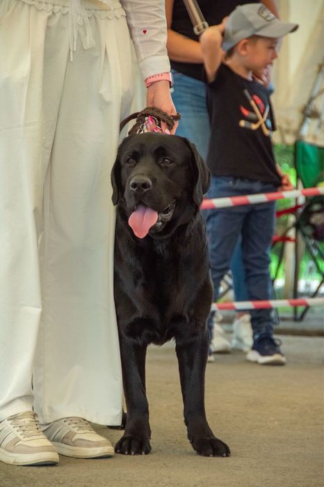 Ищем девочку для вязки Лабрадор ретривер