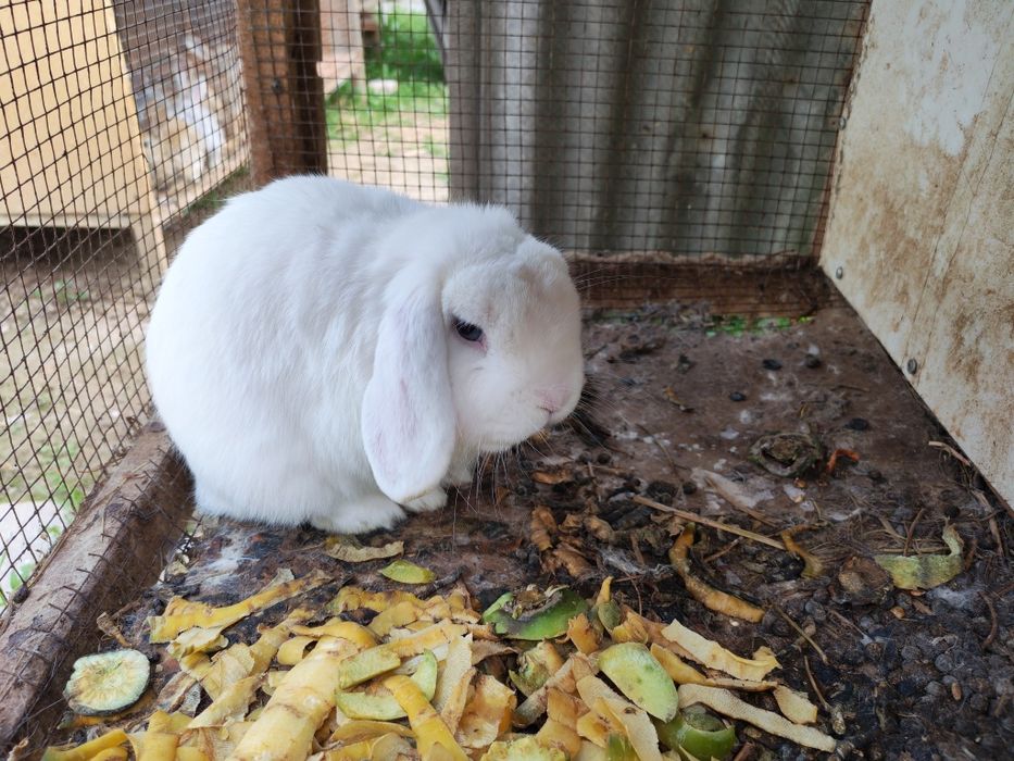 Quyon sotilad sog'lom