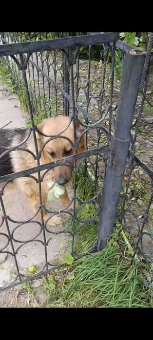 Восточно-европейская овчарка