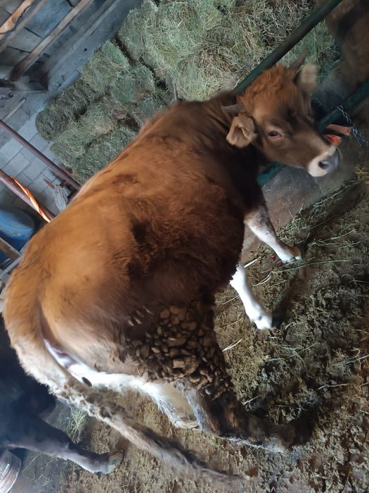 Продам телочку ,полуалатау