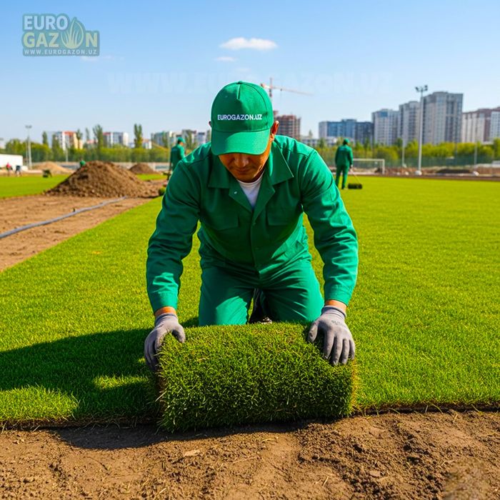 Рулонный газон Ташкент — укладка за день