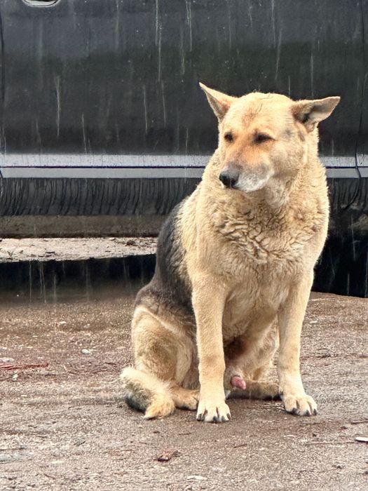 Собака в добрые руки