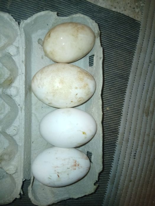 Oua rață, gâscă,găini incubație