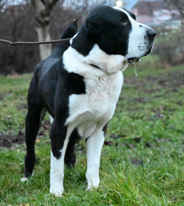 Mascul Ciobanesc de asia centrala