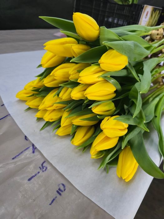 Продам тюльпаны