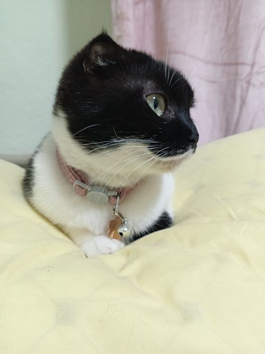 Кошечка ищет кота