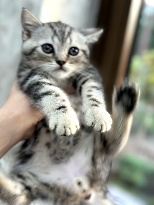 Бритаская порода