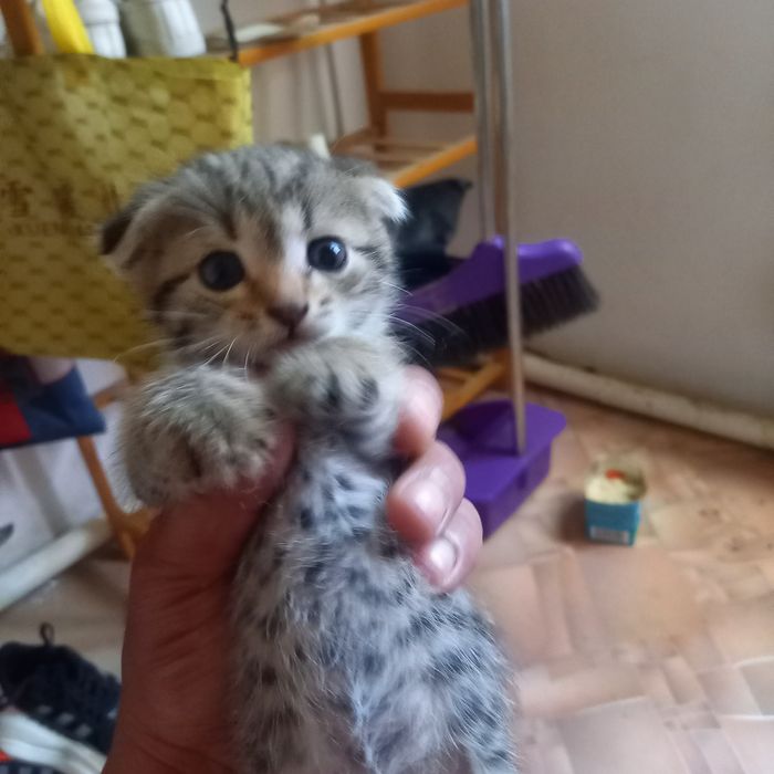 Котёнок 2 мальчик 2 девочка