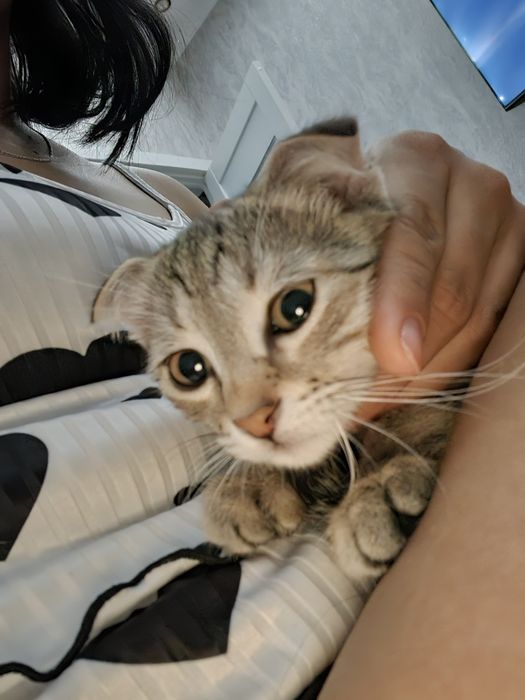 Вислоухий котенок 200$