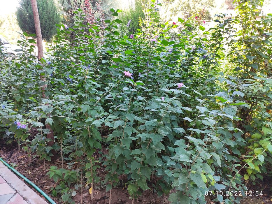 Гибискус гул дарахт