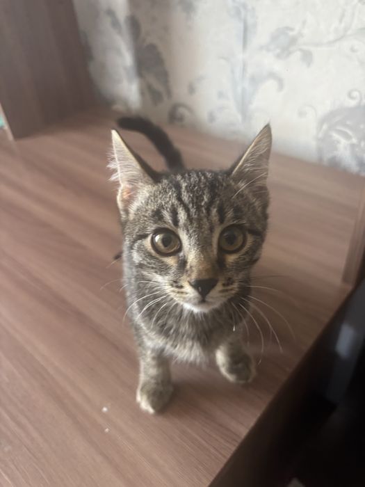 Отдам кошек в добрые нуки