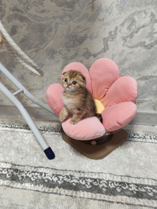 Чистокровные девочка от правильной вязки