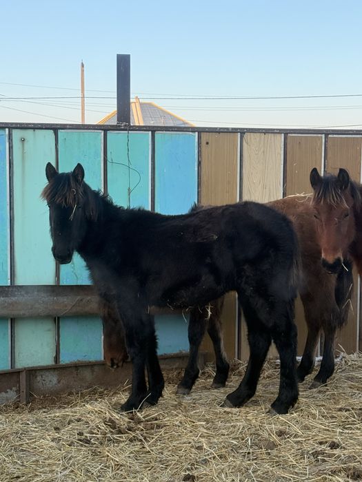 Продам жеребят на согым