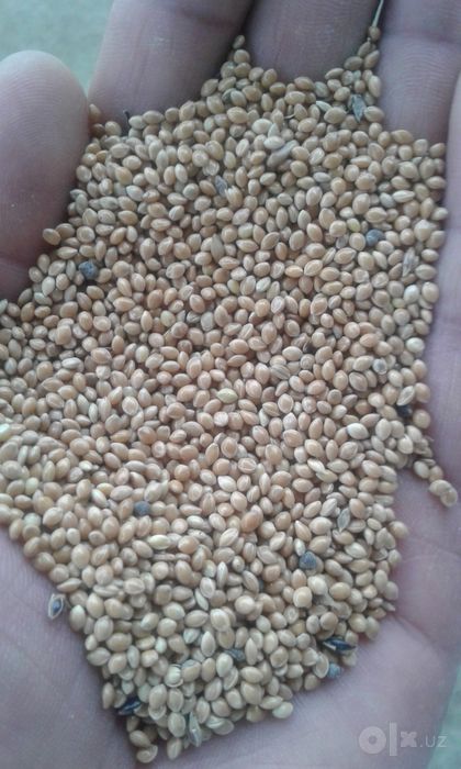 Tariq, taritarixx, Тариқ,просо, millet сотилади