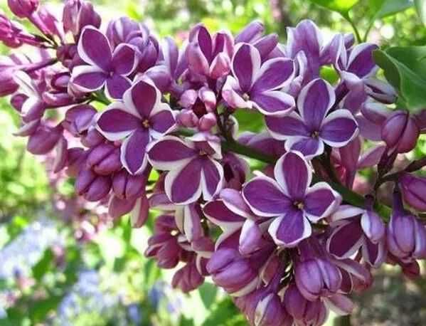 Liliac parfumat rosu,roz,galben-50 gratis+25 gratis