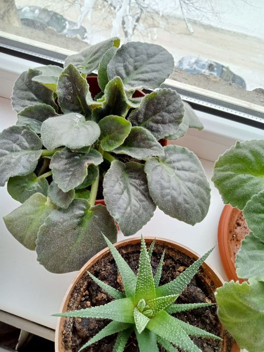 Цветы комнатные продам