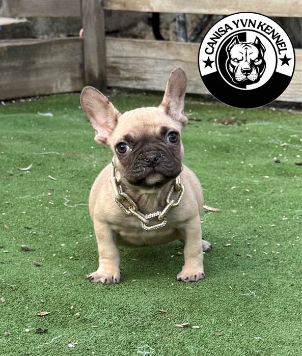 Femela buldog francez cu pedegree