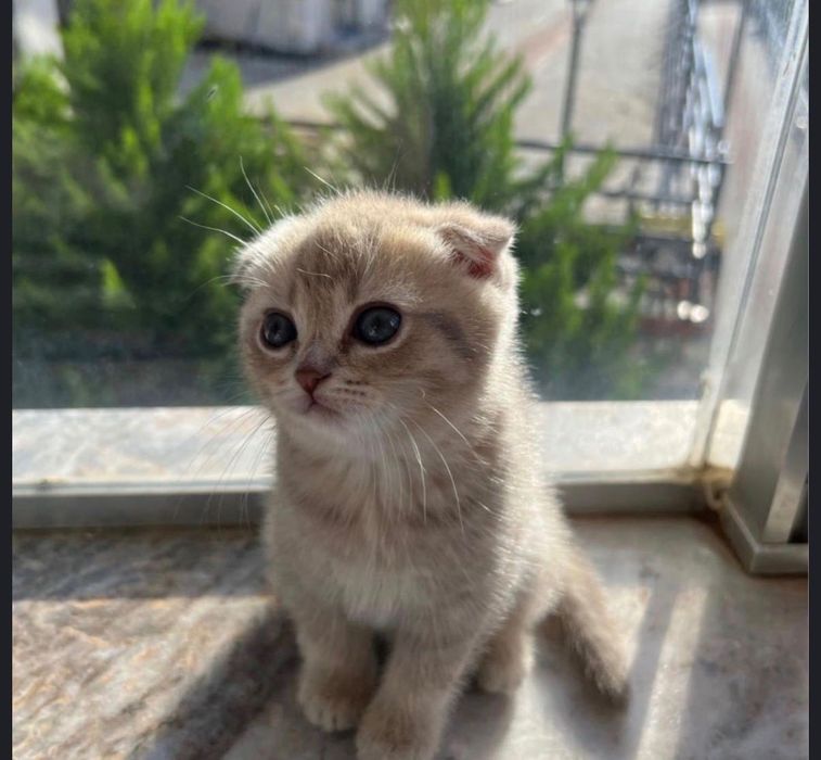 Вислоухие Котодетки!