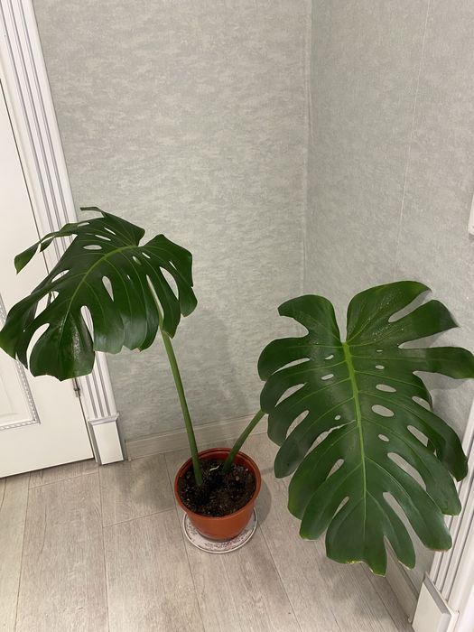 Продам красивую монстеру