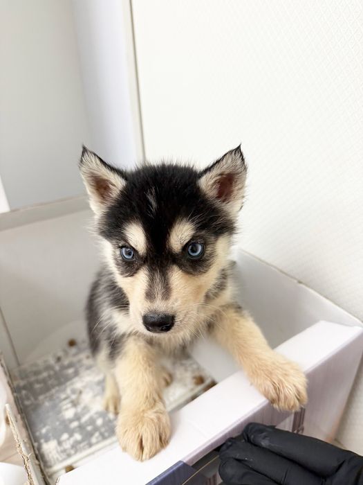 Срочно продается щенок Хаски