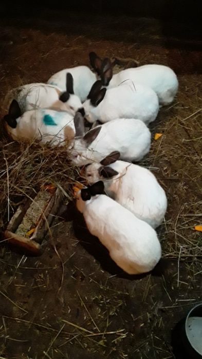 Продам кроликов