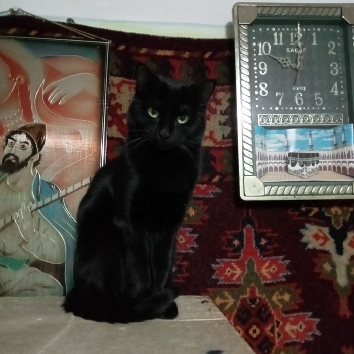 Раздам котят 4,5 месяца. Британцы короткошерстные