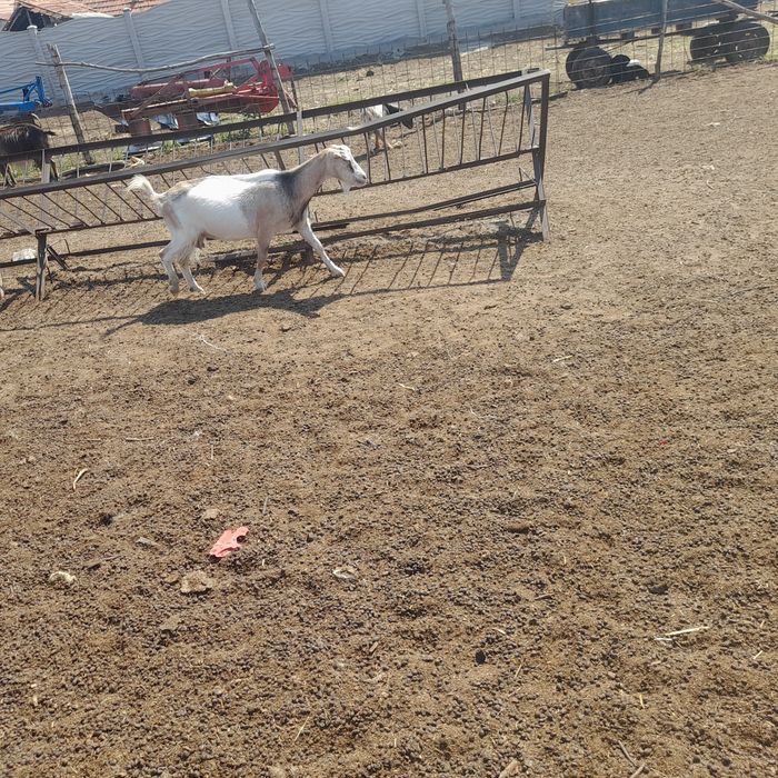 Vând capre  mai mult Detalii la telefon