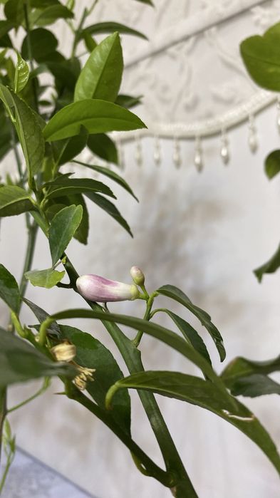 Лимонное дерево с плодами и бутонами