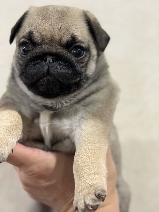 Продаю щенка мопса