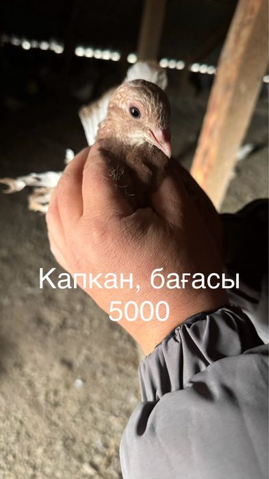 Голубь(кептер)