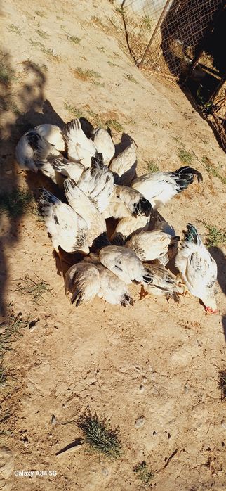 Тауықтар сатылады срочна