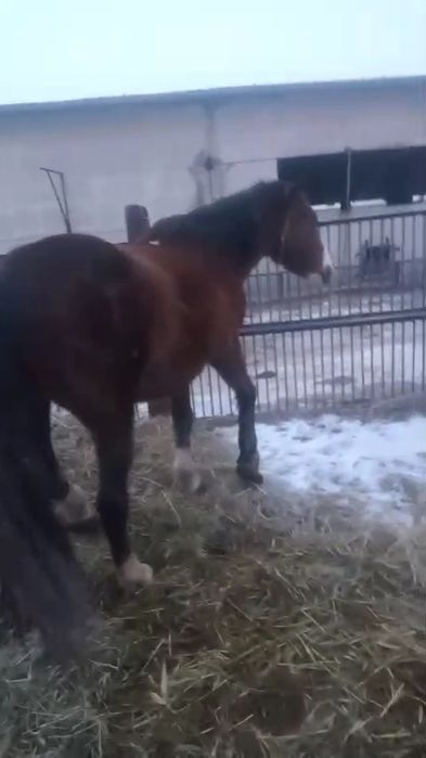 Продаётся жеребец,айғыр, жылқы